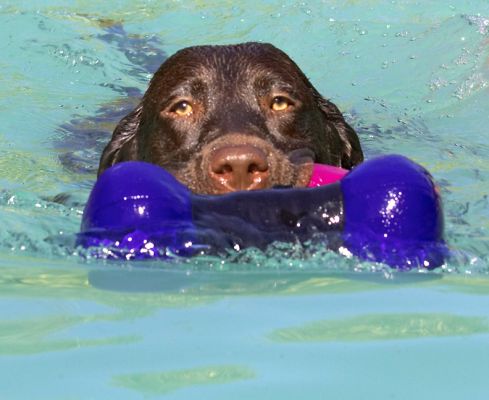It's hard work herding all these toys
Palabras Clave: George Chocolate Labrador