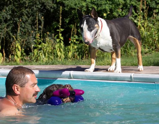 How come he gets to have all the fun?
Schlüsselwörter: George Tapa English Bull Terrier Chocolate Labrador Zbigniew