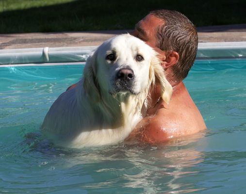 Is this safe?
Λέξεις-κλειδιά: Jayjay Golden Retriever Zbigniew