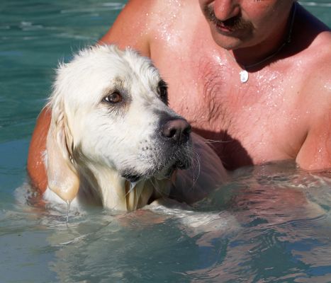 I'll go in a minute
Λέξεις-κλειδιά: Jayjay Golden Retriever Zbigniew