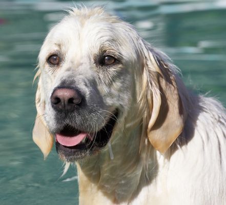 Hey, this isn't so bad and at least I'm keeping cool
Anahtar kelimeler: Jayjay Golden Retriever