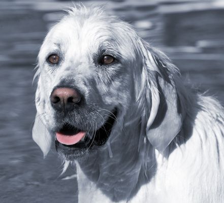 Hey, this swimming isn't so bad
Anahtar kelimeler: Jayjay Golden Retriever