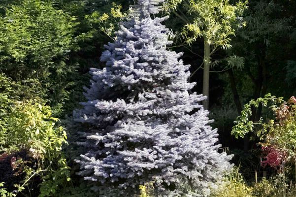 A Christmas tree in the summertime!
Keywords: Christmas tree summer