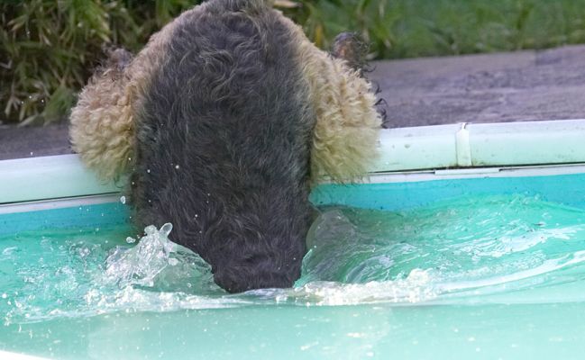 Whoops
We think this is Molly going for a dip
Ključne besede: Molly Airedale Terrier
