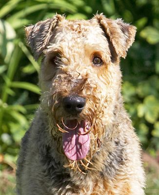 What is Molly doing?
Klíčová slova: Ralf Airedale Terrier