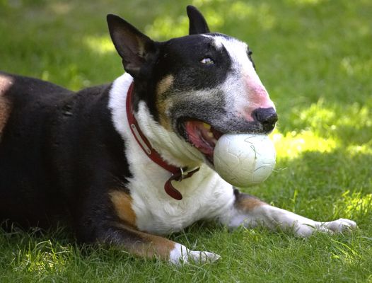 This ball is just about my size
Ключевые слова: Tapa English bull terrier