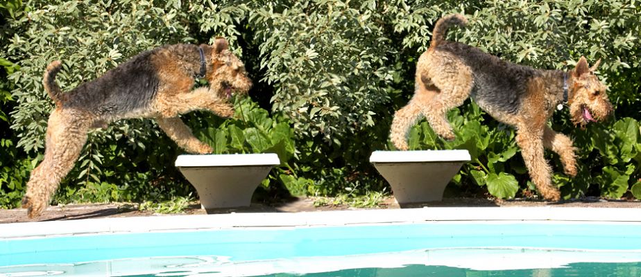 Hup we go
Keywords: Molly Airedale Terrier diving board
