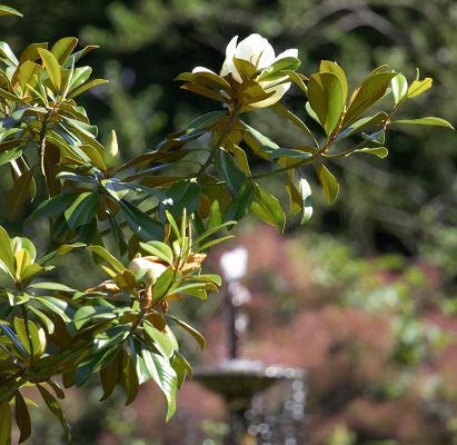 Grande Flora
Schlüsselwörter: Magnolia Grande Flora tree