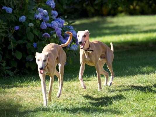 We can bound across this lawn in about 3 seconds!
Palabras clave: Kipper Ginger Whippets