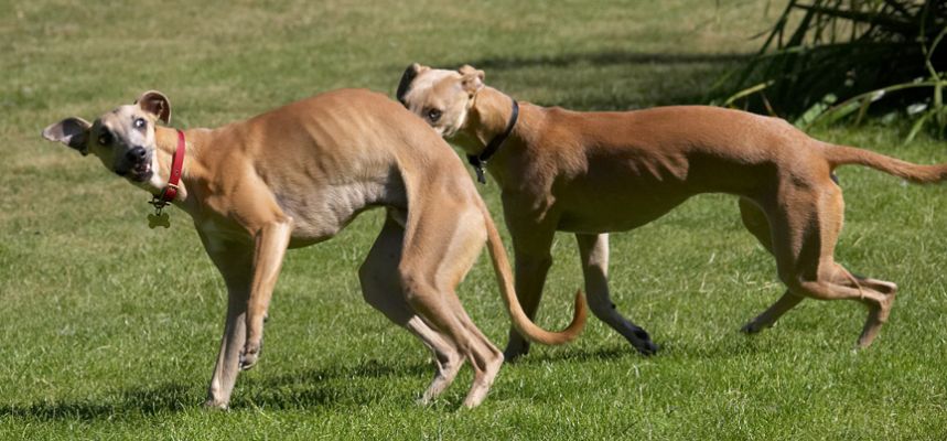 Caught by surprise
Klíčová slova: Kipper Ginger Whippets