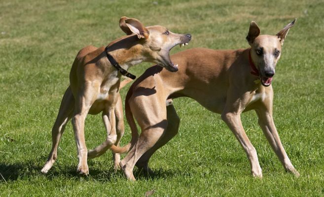 Ooh, you don't frighten me
الكلمات الإستدلالية(لتسهيل البحث): Kipper Ginger Whippets