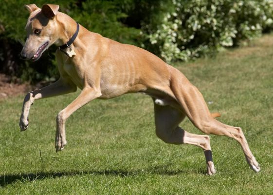 Ready, pounce!
Keywords: Ginger Whippet