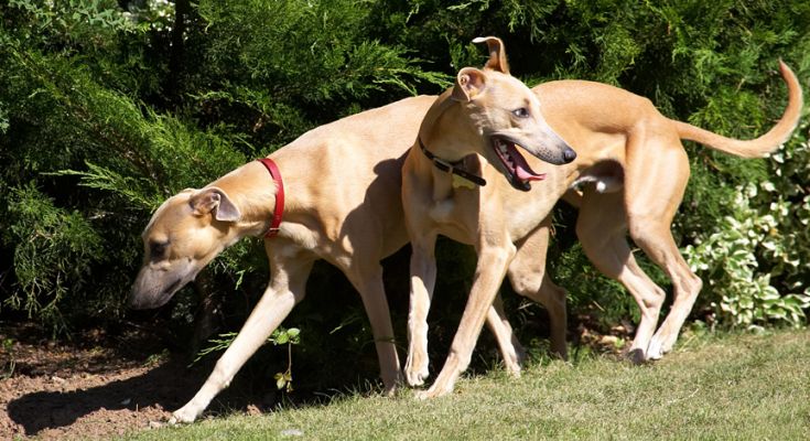 We're just prowling
Ключевые слова: Kipper Ginger Whippet
