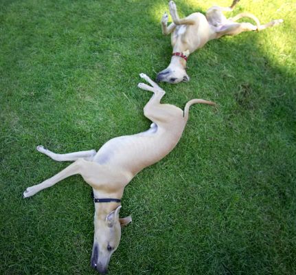 One, two, three and roll!
Λέξεις-κλειδιά: Kipper Ginger Whippet