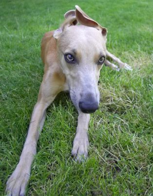 How did I do this with my ears?
Keywords: Kipper Ginger Whippet