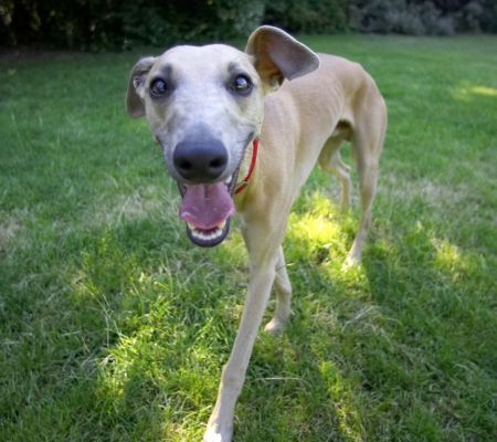 Go on, you're scared aren't you?
Palabras Clave: Kipper Whippet