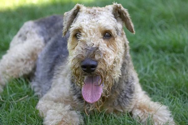 That's me done!
Palabras clave: Molly Airedale Terrier tongue
