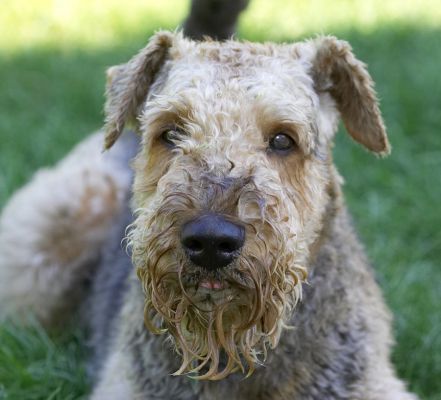 Haven't you got enough photos?
Mots-clés: Molly Airedale Terrier