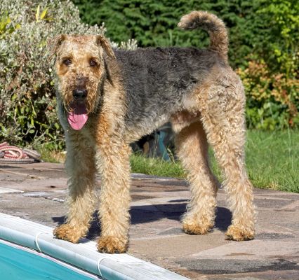 Shall I go for a swim?
Λέξεις-κλειδιά: Molly Airedale Terrier
