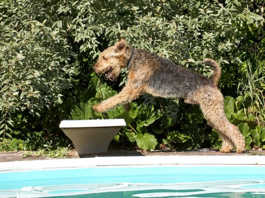 Hup and over
Ključne besede: Molly Airedale Terrier diving board