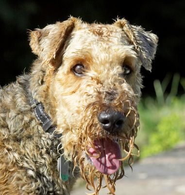 It wasn't me, honest
Keywords: Molly Airedale Terrier