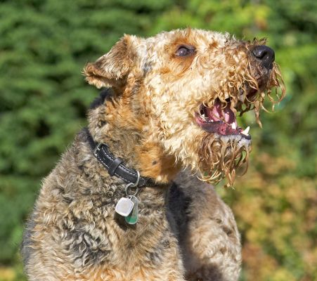 C'mon, let's have some action
Keywords: Molly Airedale Terrier