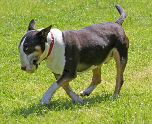 Prancing pooch
Schlüsselwörter: Tapa English bull terrier