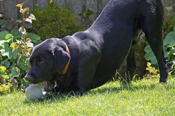 My favourite past-time
Keywords: Buddy Black Labrador
