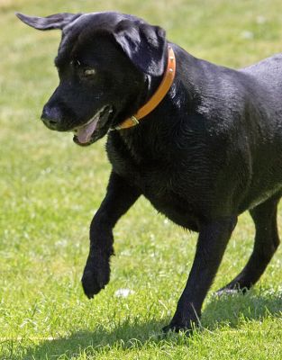 I'm focused
Keywords: Buddy Black Labrador