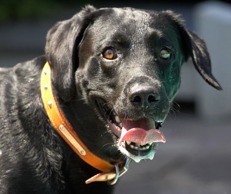Are you gonna throw the ball or what!
Anahtar kelimeler: Harvey Black Labrador