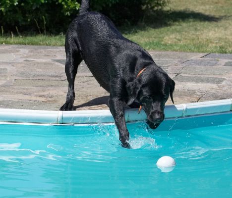 Hmm, this looks a little deeper than the fountain
Keywords: Buddy Black Labrador