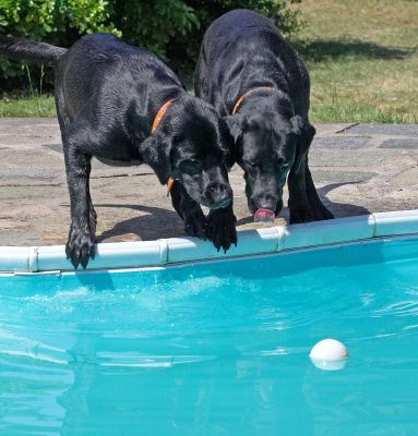 Two heads are better than one
Anahtar kelimeler: Harvey Buddy Black Labrador