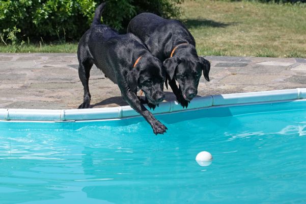 Do you think this will work?
Anahtar kelimeler: Harvey Buddy Black Labrador
