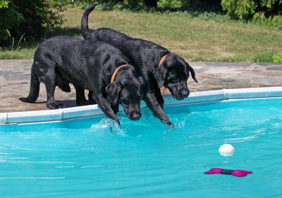 C'mon, all together now
Ključne besede: Harvey Buddy Black Labrador