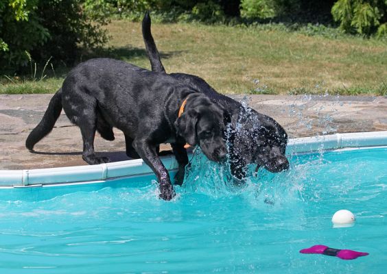 It's getting closer; it's working
Palabras clave: Harvey Buddy Black Labrador