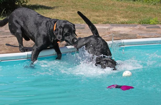 Whoops - over reached
Klíčová slova: Harvey Buddy Black Labrador