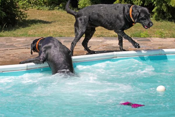 You didn't even get it!
Keywords: Harvey Buddy Black Labrador