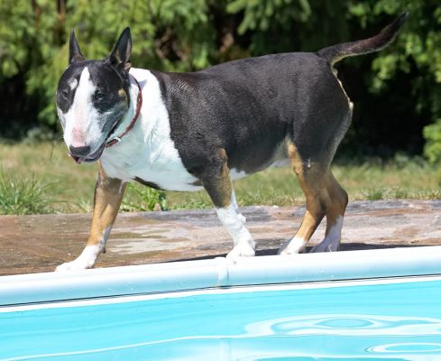 I'm still working on how to get those toys
Palabras clave: Tapa English bull terrier