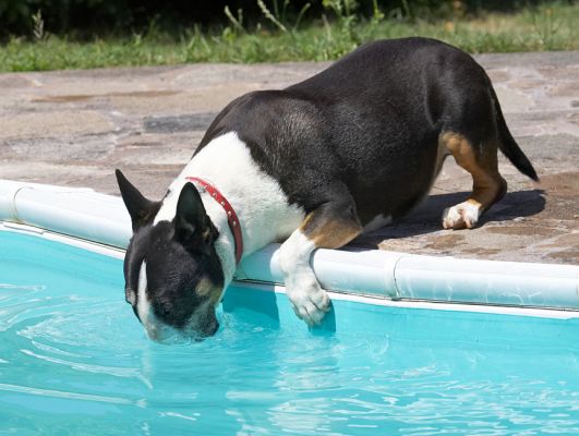 This water is better for drinking than swimming!
Ключевые слова: Tapa English bull terrier