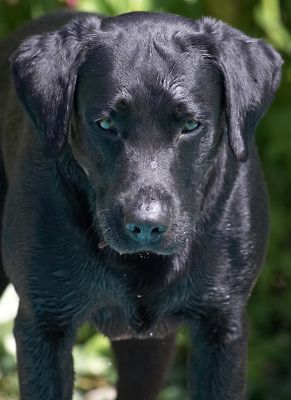I'm thinking
Anahtar kelimeler: Buddy Black Labrador