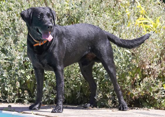 Are you coming or what?
Λέξεις-κλειδιά: Buddy Black Labrador