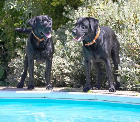 Shall we go for a swim, then?
Anahtar kelimeler: Harvey Buddy Black Labrador