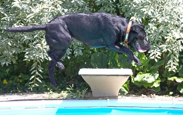 I'm ready for the Horse of the Year show
Avainsanat: Buddy Black Labrador diving board