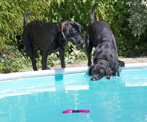 There must be a way of getting that bone without getting wet
Λέξεις-κλειδιά: Harvey Buddy Black Labrador
