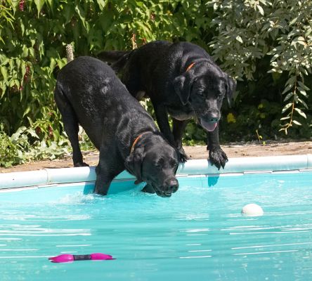 If I just lean a little further
Ключевые слова: Harvey Buddy Black Labrador