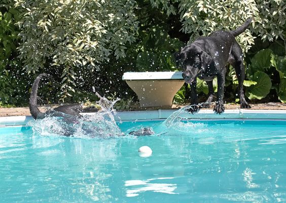 Whoops, that's just a bit too far
Keywords: Harvey Buddy Black Labrador