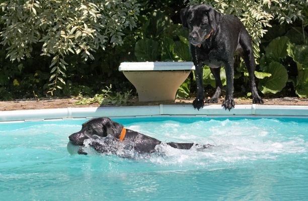 Success!
Ključne besede: Harvey Buddy Black Labrador