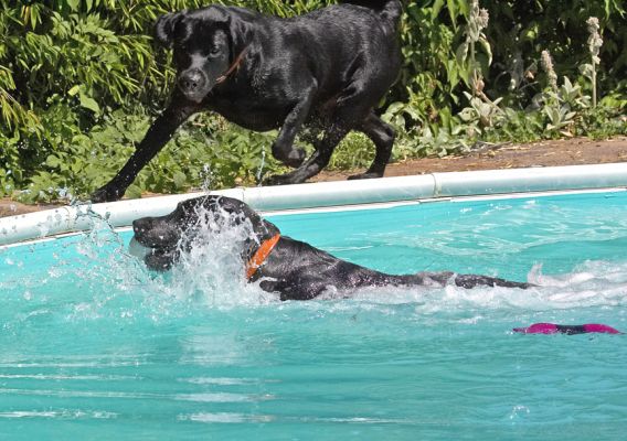 Well done, do you need any help getting out?
Keywords: Harvey Buddy Black Labrador