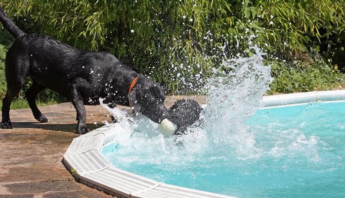 Here, I'll take the ball now
Keywords: Harvey Buddy Black Labrador