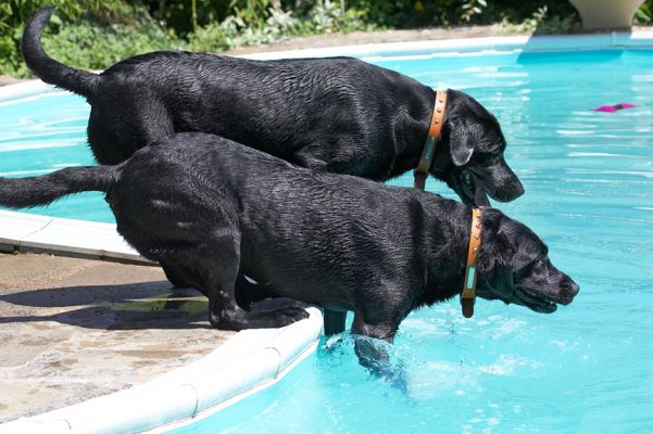 C'mon, we're a team, we can do it!
Keywords: Harvey Buddy Black Labrador